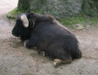 Buvol v zoo Liberec