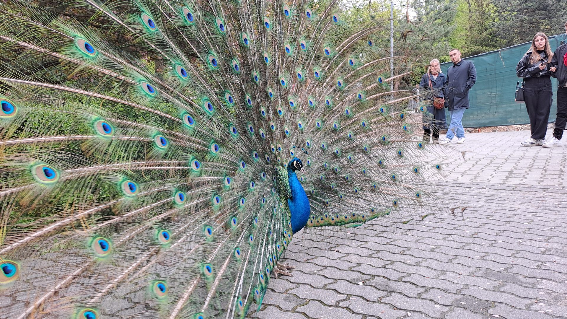 Zoo Krakov