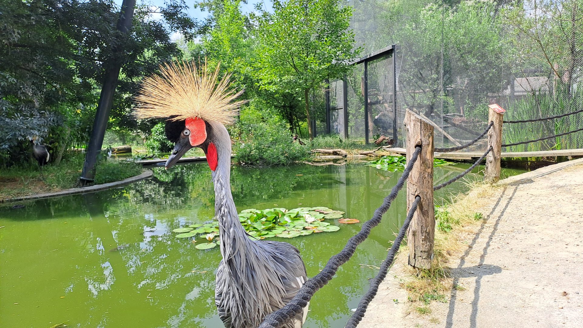 Jeřáb paví - Zoo Záhřeb