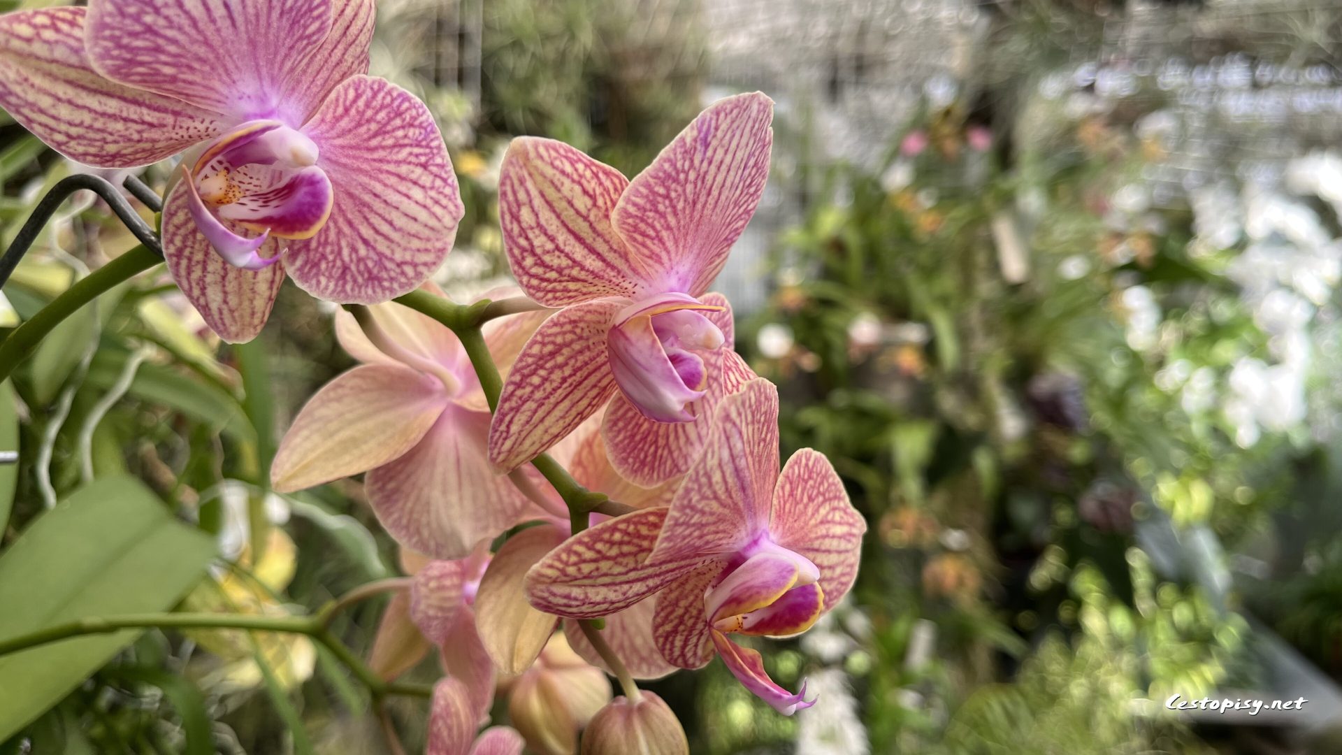 Orchideje Brno