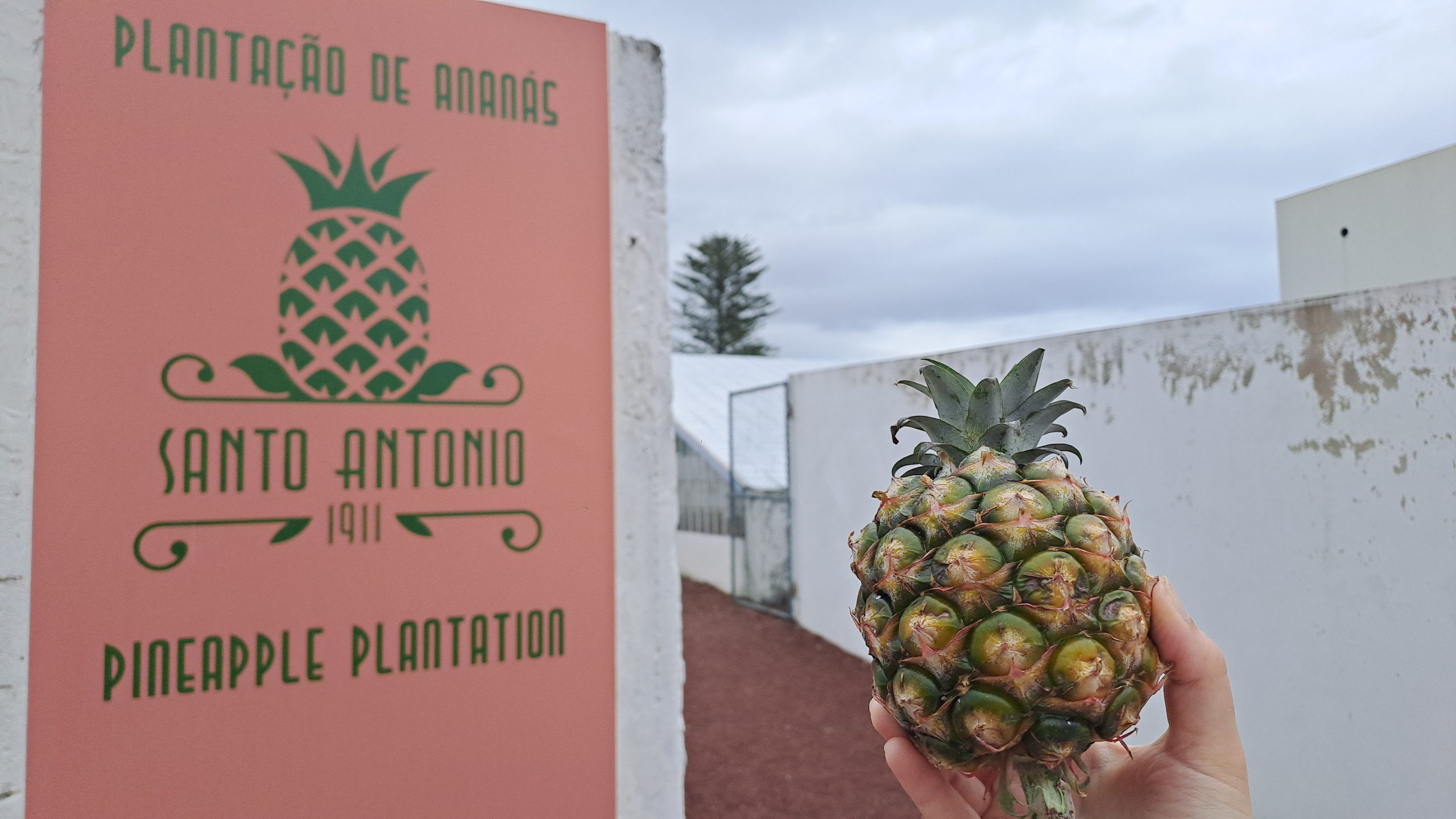 Santo Antonio - Pineapple plantation