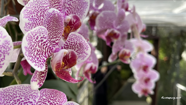 Orchideje Brno MENDELU