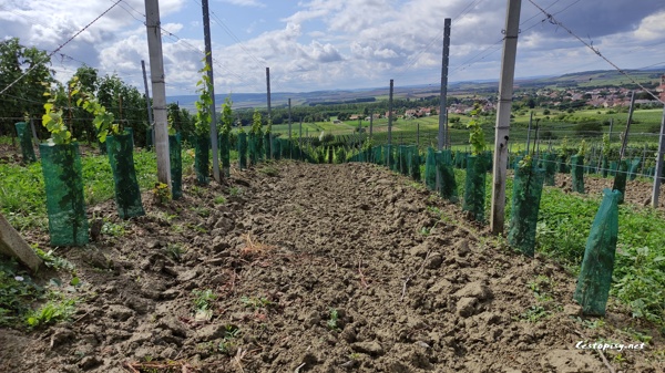 Jihomoravské vinohrady