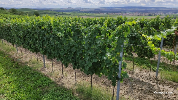 Jihomoravské vinohrady