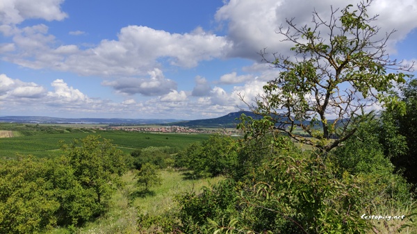 Jihomoravské vinohrady