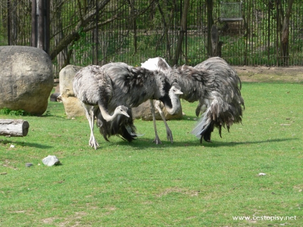Zoo Brno