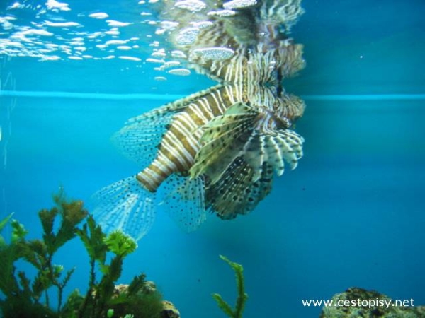 Botanická zahrada Liberec