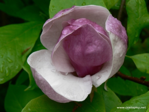 Arboretum Bílá Lhota