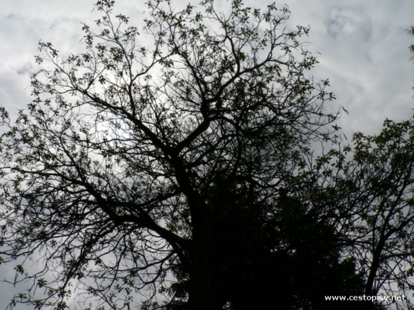 Arboretum Bílá Lhota