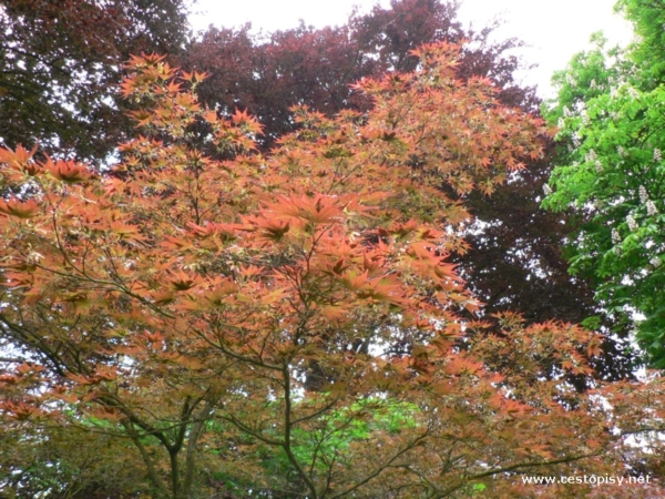Arboretum Bílá Lhota