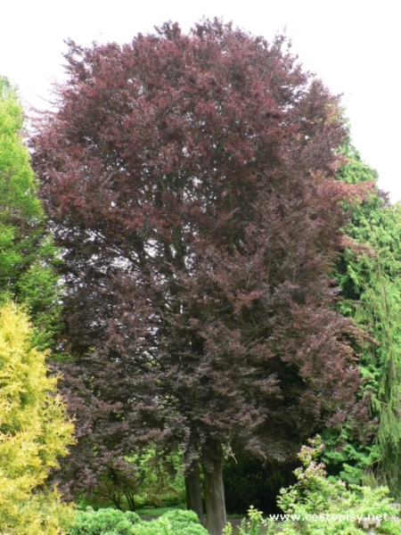 Arboretum Bílá Lhota