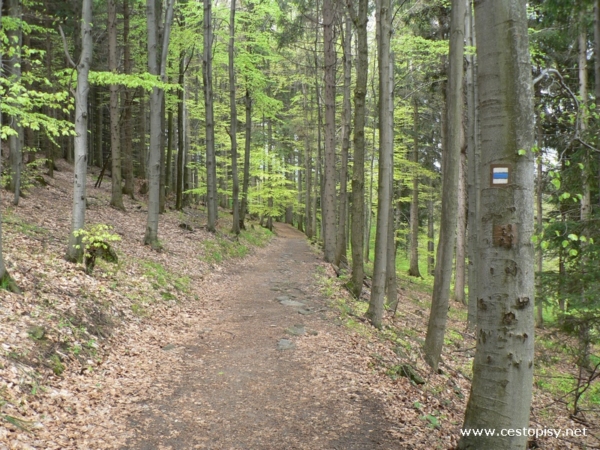 rozhledna Zlatý Chlum