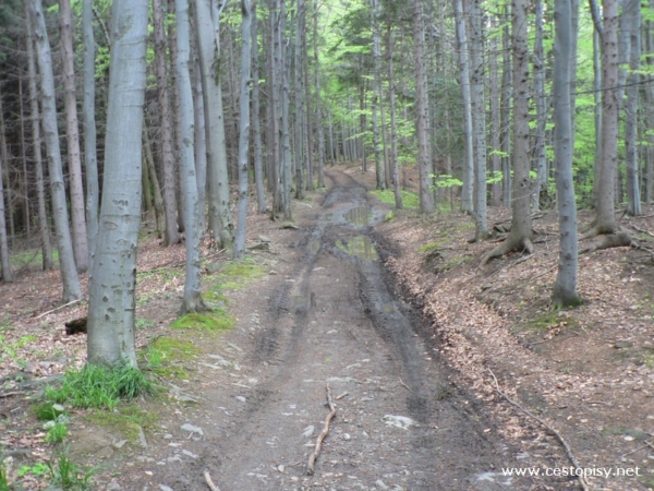 rozhledna Zlatý Chlum