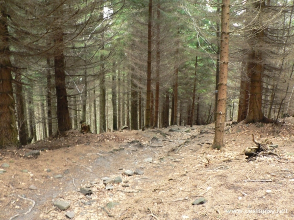 rozhledna Zlatý Chlum