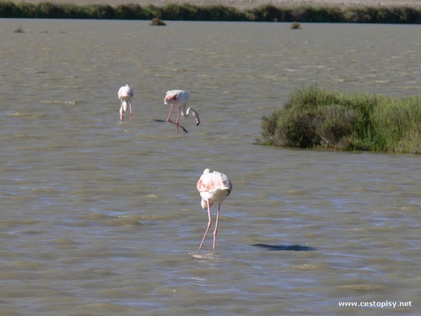camargue