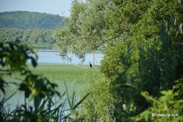 Jezero Kis-Balaton - Malý Balaton