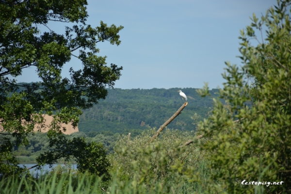 Jezero Kis-Balaton - Malý Balaton
