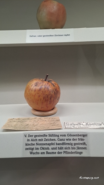 přírodovědné muzeum kláštera Admont