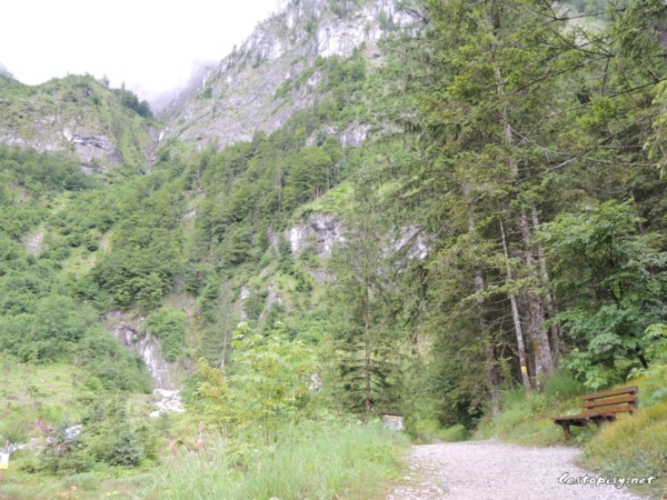 Dachserfall